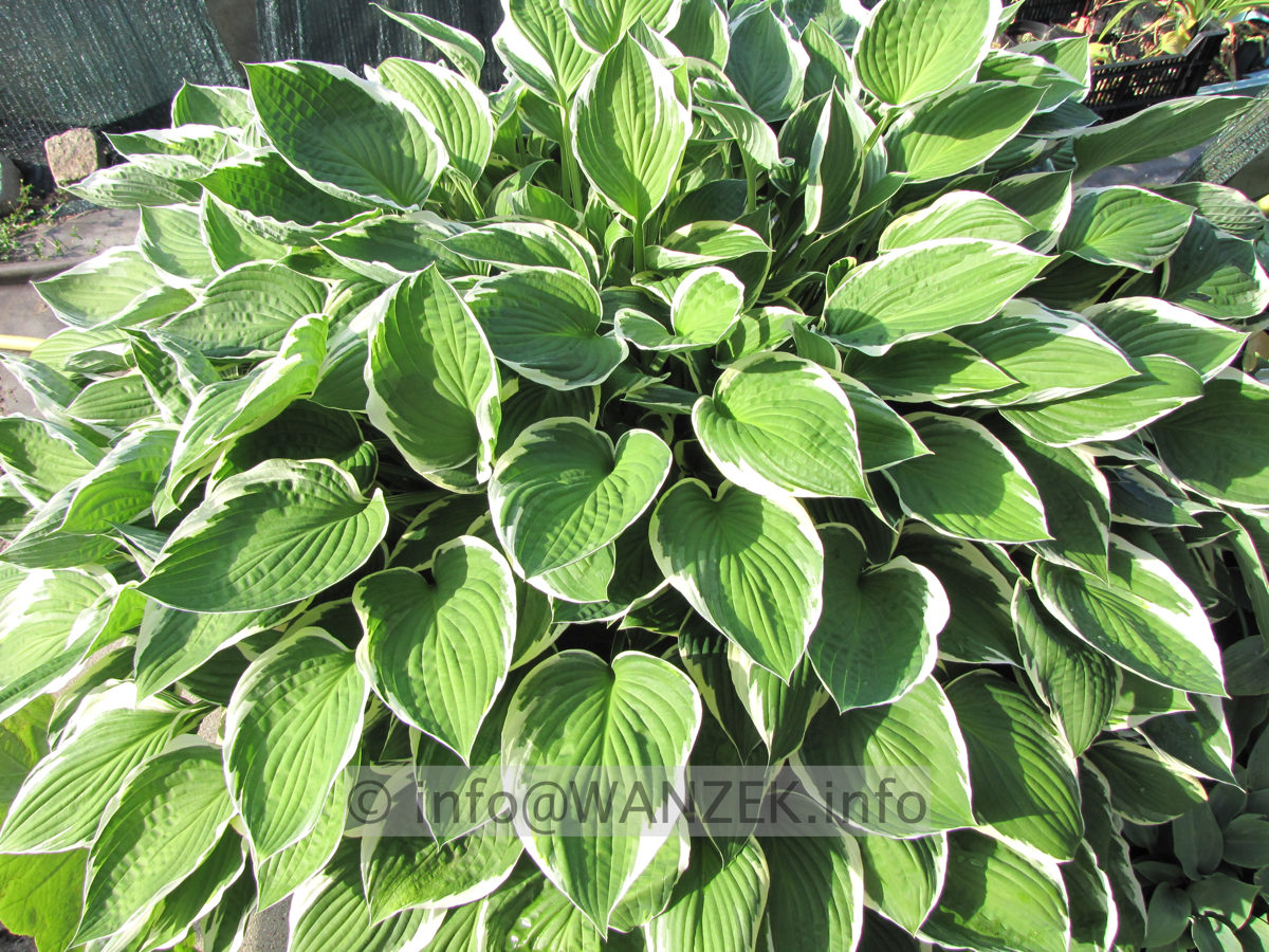 Hosta fortunei Francee 09.JPG